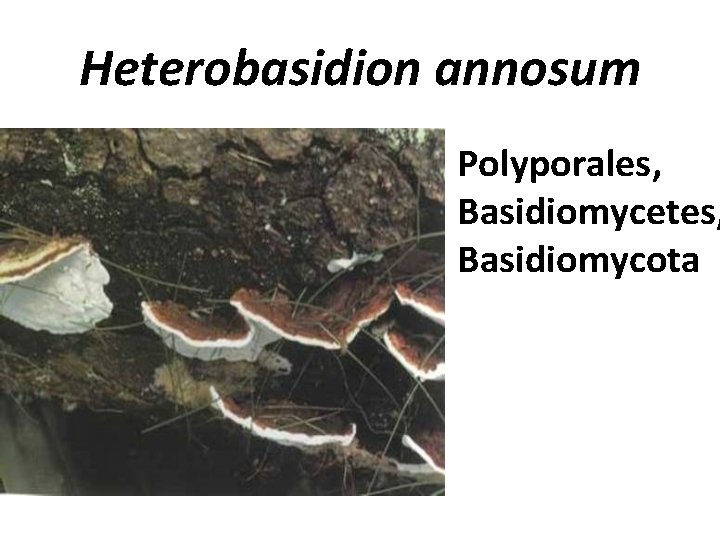Heterobasidion annosum Polyporales, Basidiomycetes, Basidiomycota 