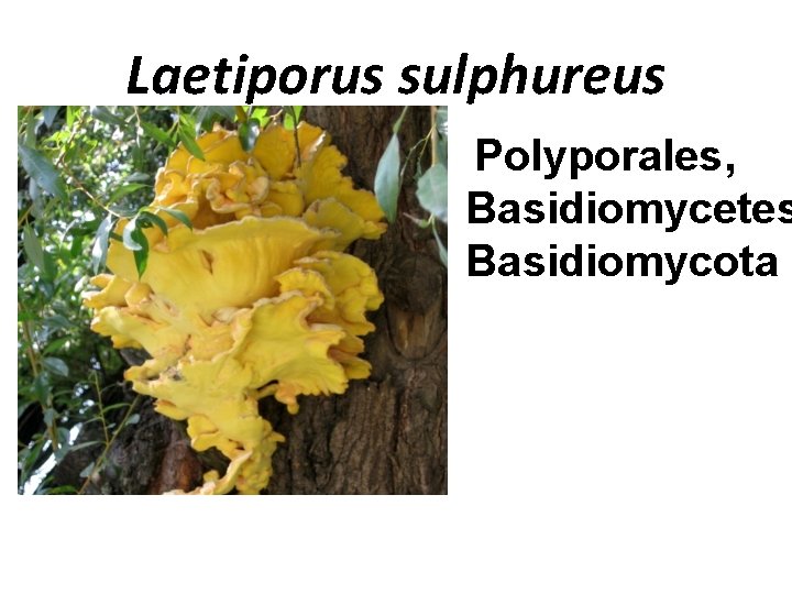 Laetiporus sulphureus Polyporales, Basidiomycetes Basidiomycota 