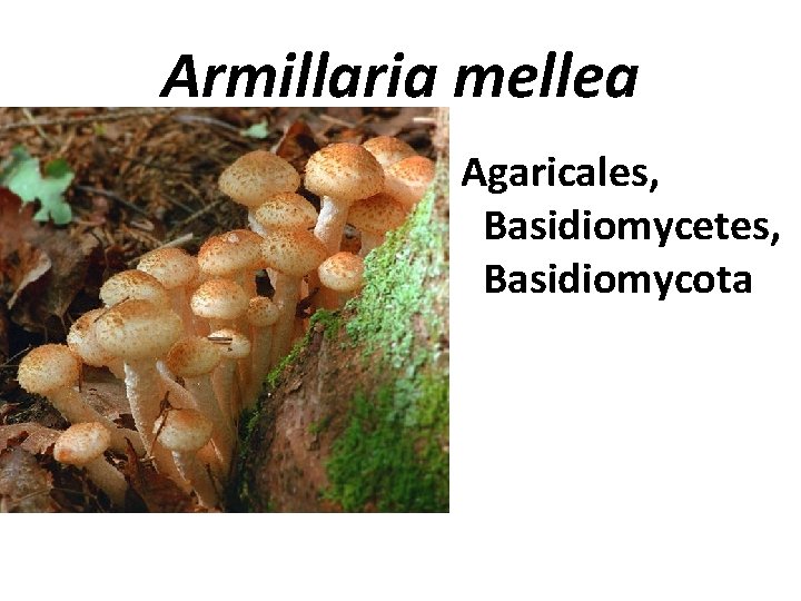 Armillaria mellea Agaricales, Basidiomycetes, Basidiomycota 