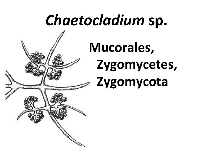 Chaetocladium sp. Mucorales, Zygomycetes, Zygomycota 