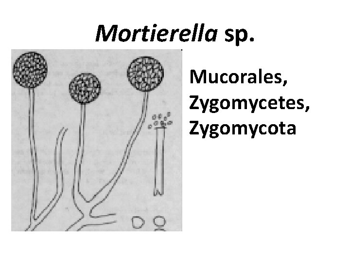 Mortierella sp. • Mucorales, Zygomycetes, Zygomycota 