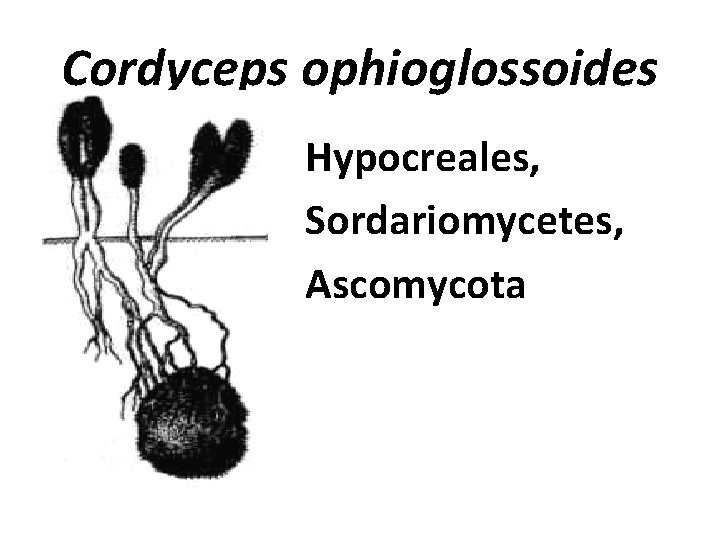 Сordyceps ophioglossoides Hypocreales, Sordariomycetes, Ascomycota 