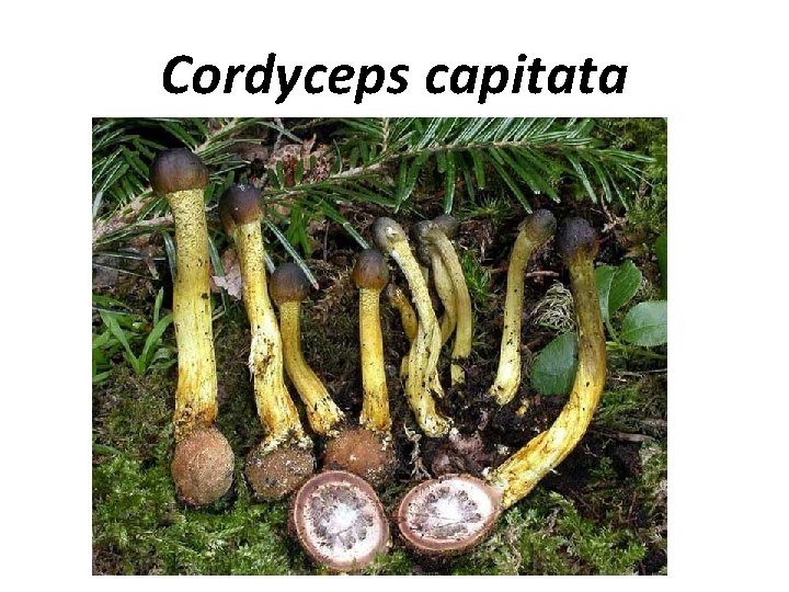 Сordyceps саpitata 