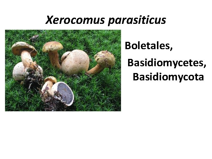 Xerocomus parasiticus Boletales, Basidiomycetes, Basidiomycota 