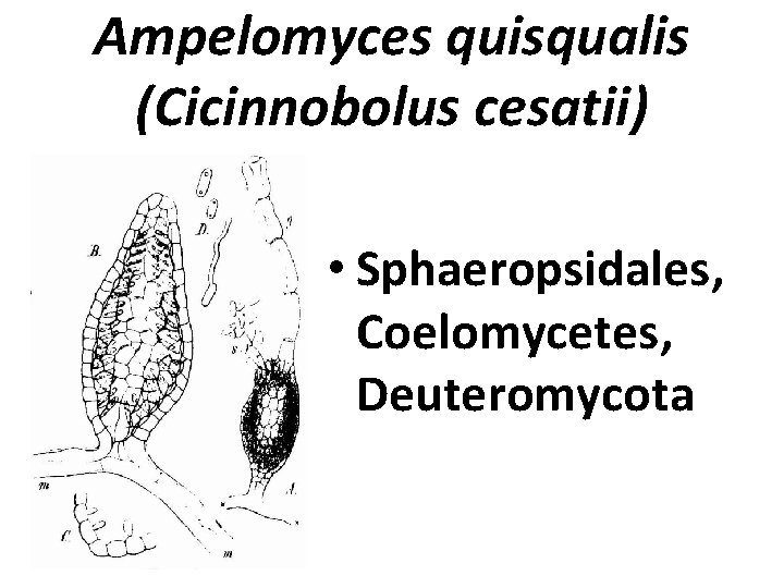 Ampelomyces quisqualis (Cicinnobolus cesatii) • Sphaeropsidales, Coelomycetes, Deuteromycota 