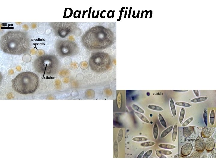 Darluca filum 