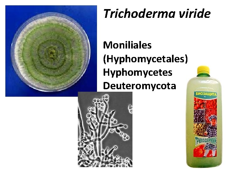 Trichoderma viride Moniliales (Hyphomycetales) Hyphomycetes Deuteromycota 