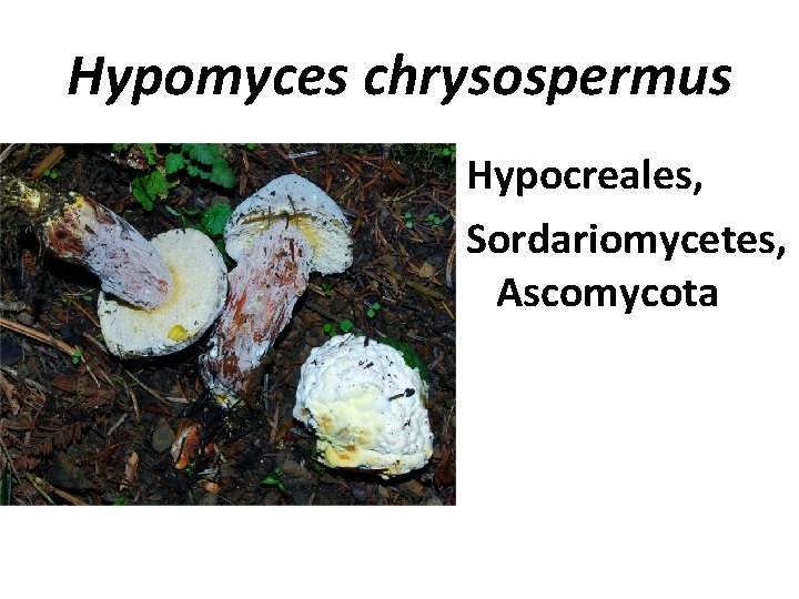Hypomyces chrysospermus Hypocreales, Sordariomycetes, Ascomycota 