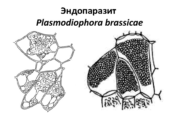 Эндопаразит Plasmodiophora brassicae 