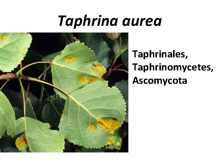 Taphrina aurea Taphrinales, Taphrinomycetes, Ascomycota 