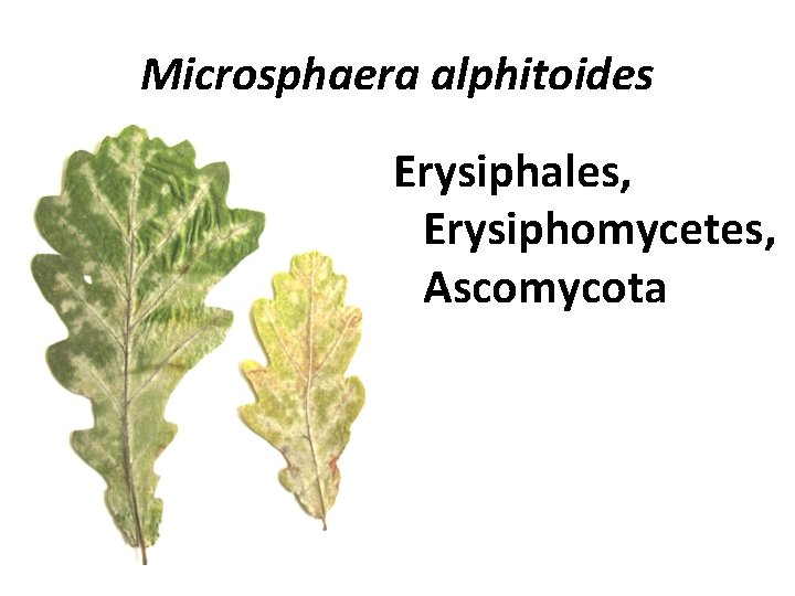 Microsphaera alphitoides Erysiphales, Erysiphomycetes, Ascomycota 