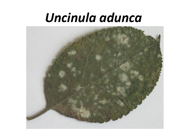 Uncinula adunca 