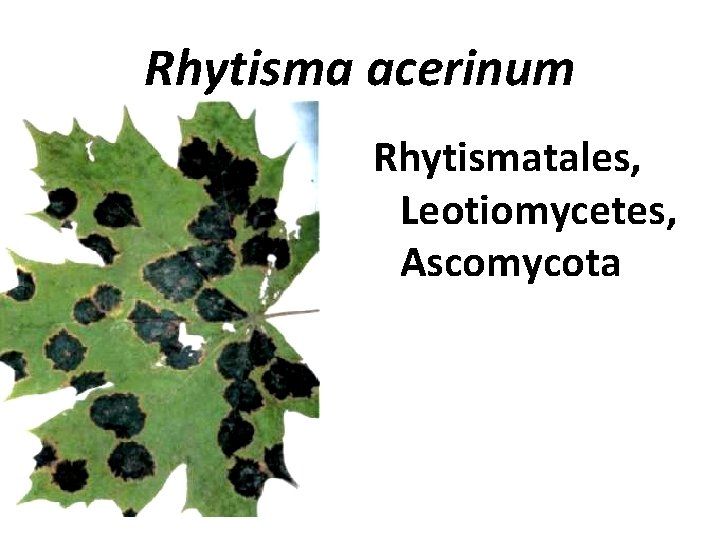 Rhytisma acerinum Rhytismatales, Leotiomycetes, Ascomycota 