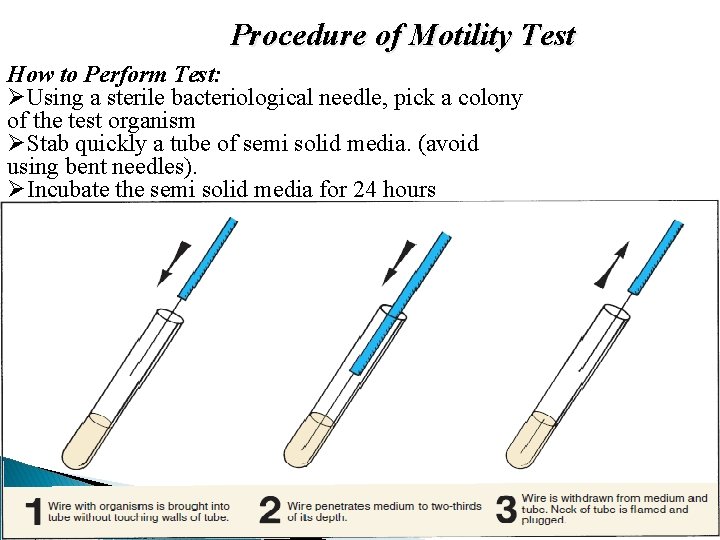 Procedure of Motility Test How to Perform Test: ØUsing a sterile bacteriological needle, pick