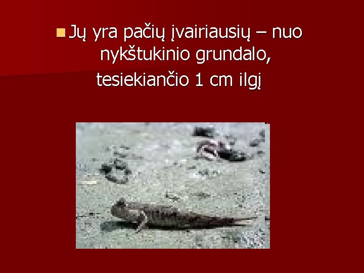 n Jų yra pačių įvairiausių – nuo nykštukinio grundalo, tesiekiančio 1 cm ilgį 