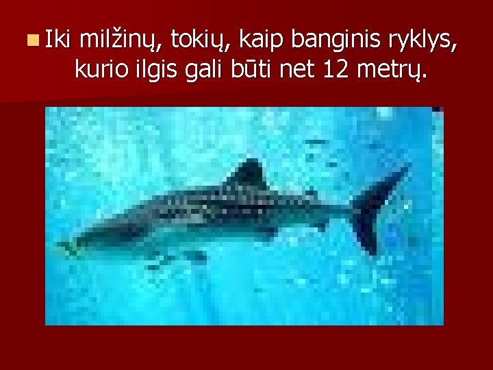 n Iki milžinų, tokių, kaip banginis ryklys, kurio ilgis gali būti net 12 metrų.