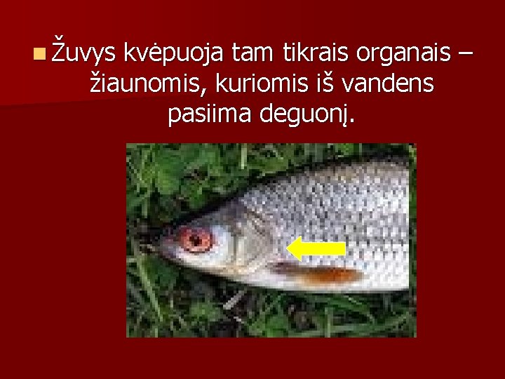 n Žuvys kvėpuoja tam tikrais organais – žiaunomis, kuriomis iš vandens pasiima deguonį. 