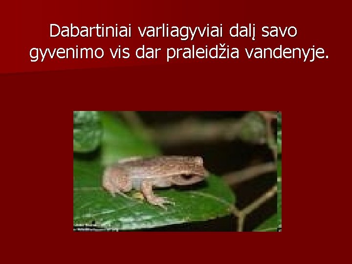 Dabartiniai varliagyviai dalį savo gyvenimo vis dar praleidžia vandenyje. 