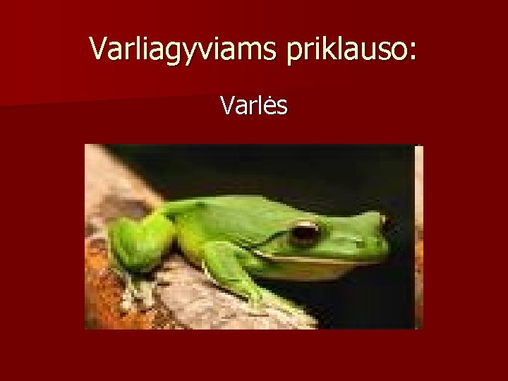 Varliagyviams priklauso: Varlės 