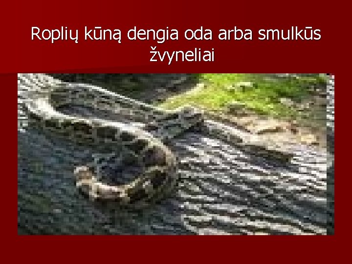 Roplių kūną dengia oda arba smulkūs žvyneliai 