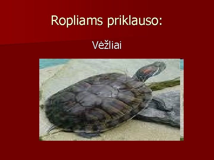 Ropliams priklauso: Vėžliai 