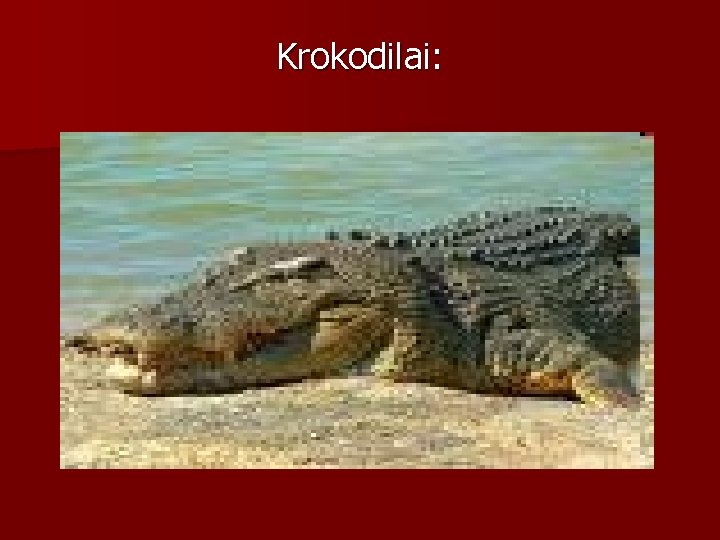 Krokodilai: 