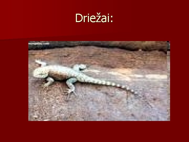 Driežai: 