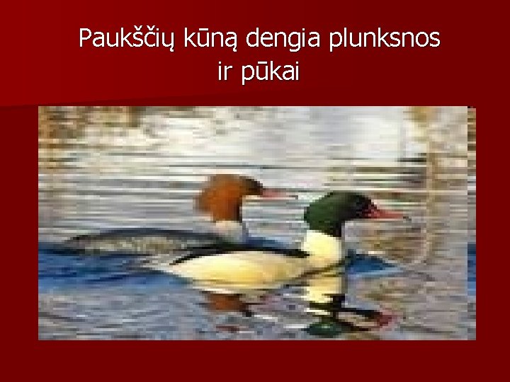 Paukščių kūną dengia plunksnos ir pūkai 