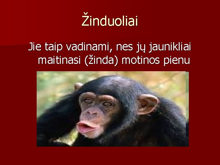 Žinduoliai Jie taip vadinami, nes jų jaunikliai maitinasi (žinda) motinos pienu 