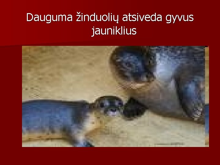 Dauguma žinduolių atsiveda gyvus jauniklius 