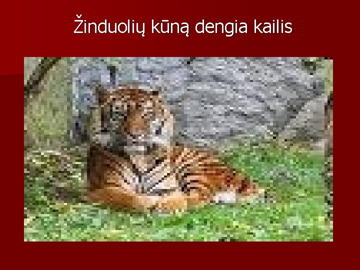 Žinduolių kūną dengia kailis 