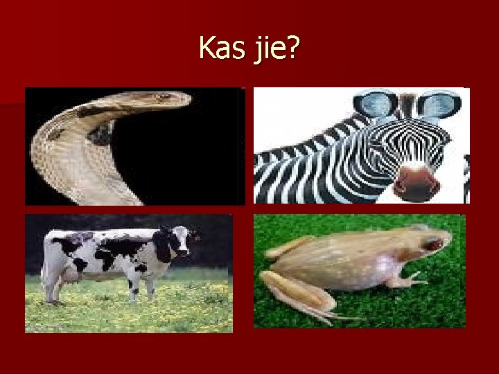 Kas jie? 