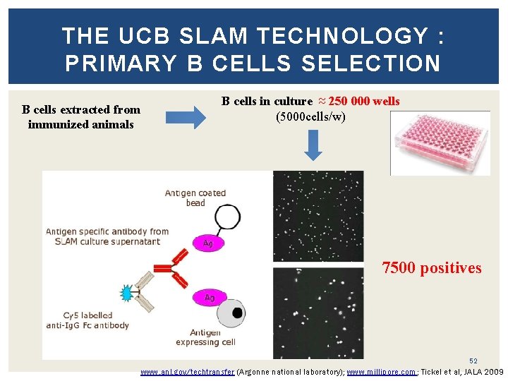 THE UCB SLAM TECHNOLOGY : PRIMARY B CELLS SELECTION B cells extracted from immunized