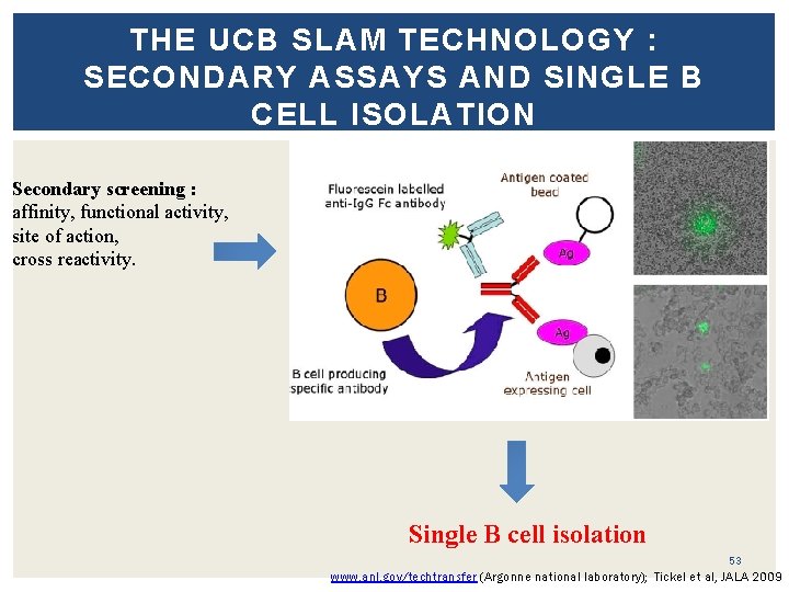 THE UCB SLAM TECHNOLOGY : SECONDARY ASSAYS AND SINGLE B CELL ISOLATION Secondary screening