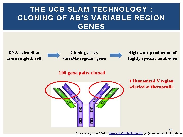 THE UCB SLAM TECHNOLOGY : CLONING OF AB’S VARIABLE REGION GENES DNA extraction from