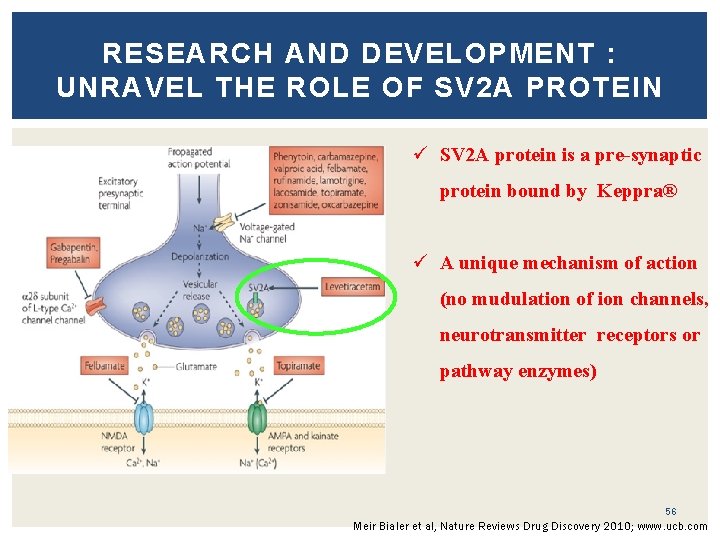 RESEARCH AND DEVELOPMENT : UNRAVEL THE ROLE OF SV 2 A PROTEIN ü SV