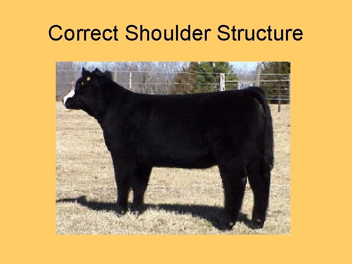 Correct Shoulder Structure 