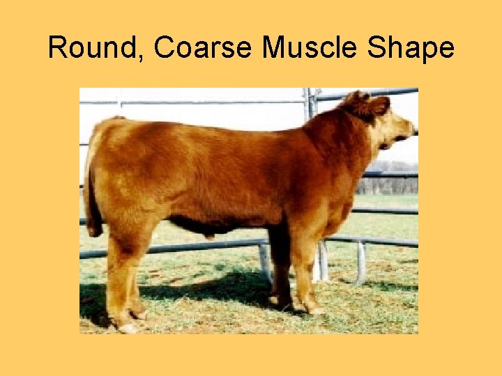 Round, Coarse Muscle Shape 