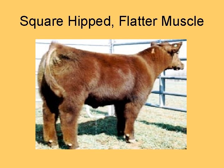 Square Hipped, Flatter Muscle 