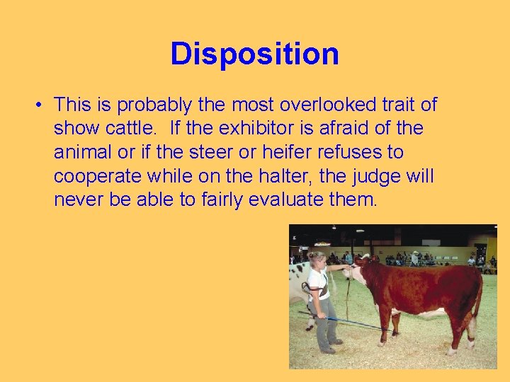 Disposition • This is probably the most overlooked trait of show cattle. If the