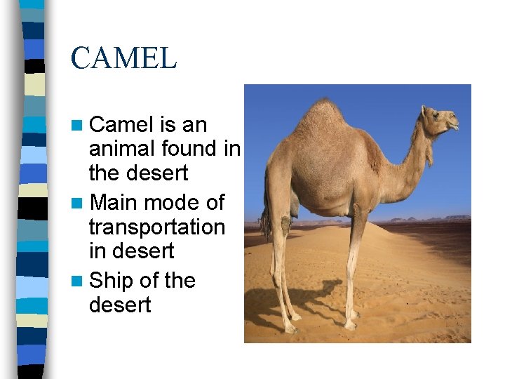 CAMEL n Camel is an animal found in the desert n Main mode of