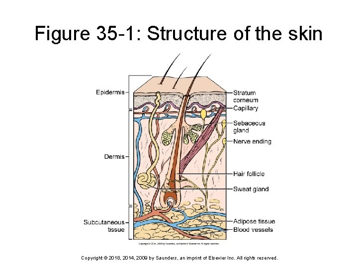Figure 35 -1: Structure of the skin Copyright © 2018, 2014, 2009 by Saunders,