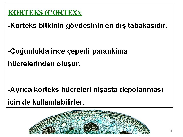 KORTEKS (CORTEX): -Korteks bitkinin gövdesinin en dış tabakasıdır. -Çoğunlukla ince çeperli parankima hücrelerinden oluşur.