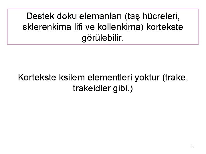 Destek doku elemanları (taş hücreleri, sklerenkima lifi ve kollenkima) kortekste görülebilir. Kortekste ksilem elementleri