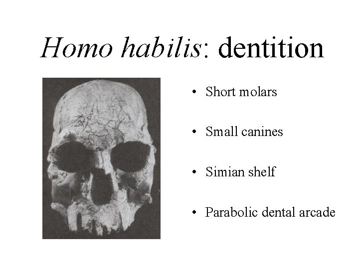 Homo habilis: dentition • Short molars • Small canines • Simian shelf • Parabolic