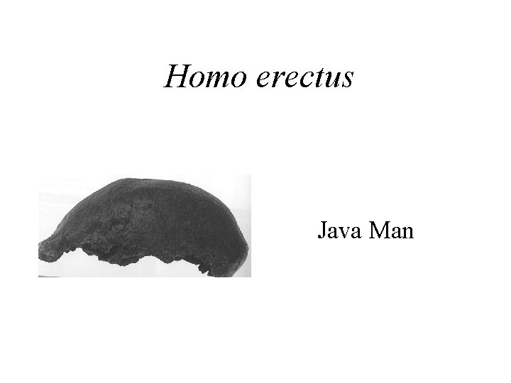 Homo erectus Java Man 