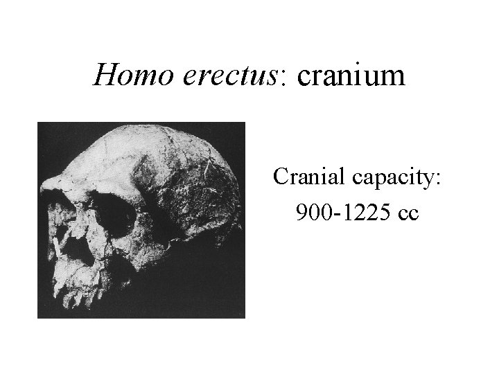 Homo erectus: cranium Cranial capacity: 900 -1225 cc 