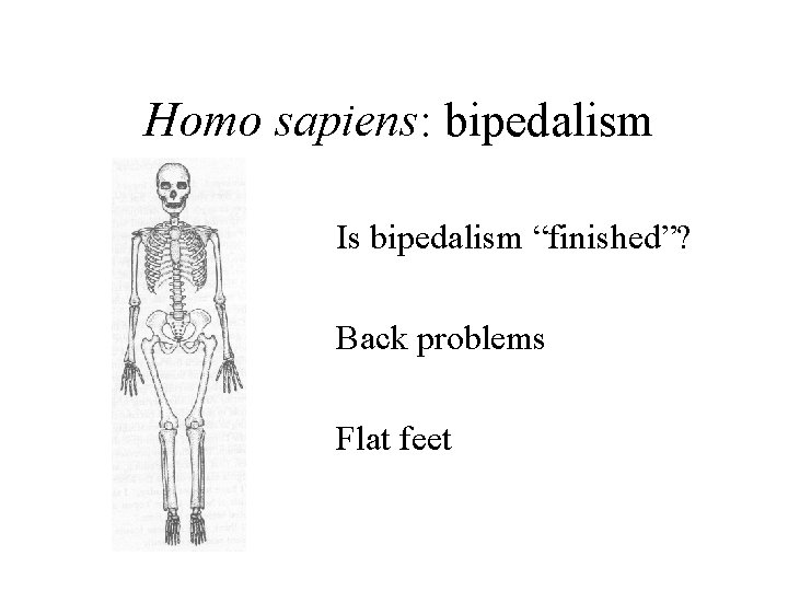 Homo sapiens: bipedalism Is bipedalism “finished”? Back problems Flat feet 