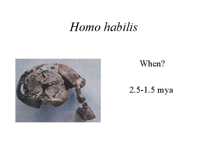 Homo habilis When? 2. 5 -1. 5 mya 