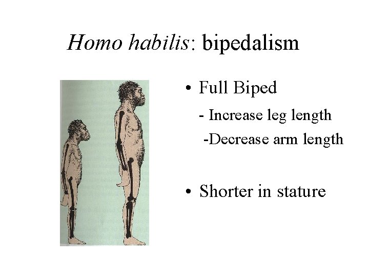 Homo habilis: bipedalism • Full Biped - Increase leg length -Decrease arm length •